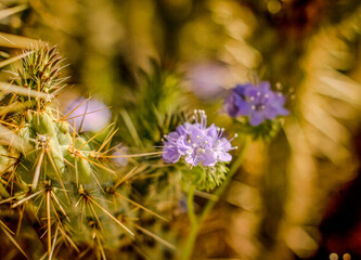 flowers amid cactus thorns