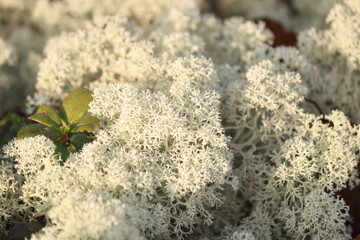 white moss close up