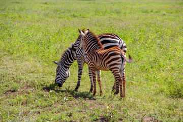 Wild zebras in Tanzania landscape.