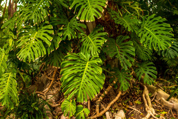 monstera in the forest © Christopher