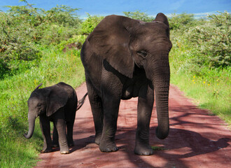 Obraz premium Elephant family is close on the road.