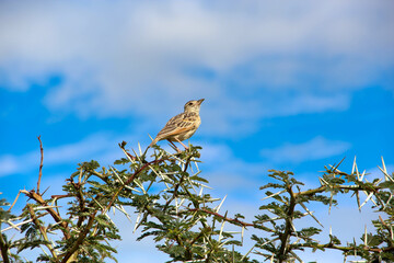 African bird in the thicket of thorny trees