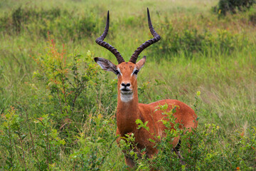 Antelope in high grass. Close distance.