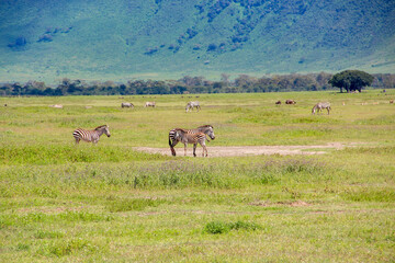 Wild zebras in Tanzania landscape.