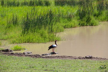 Bird by the water. African savannah.