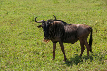 Antelope Gnu in green field of Africa. Tanzania.