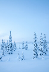 snow covered trees in the mountains