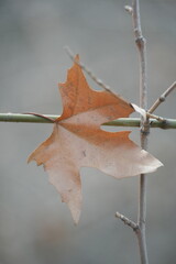 Autumn maple leaf that remained alone on the tree