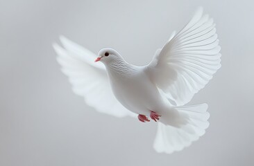 Obraz premium A White Bird in Flight.