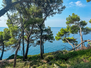 Obraz premium Lush green pine trees framing panoramic view of Adriatic Mediterranean Sea in Banjole, Istria peninsula, Croatia, Europe. Summer vacation, Kvarner Gulf. Calm water, peaceful atmosphere invite to relax