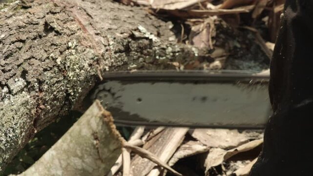 cutting trees