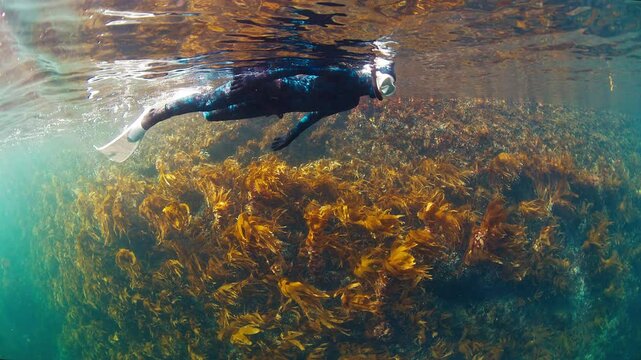Arctic freediving. Young woman freediver swims in the Barents Sea in a blue thick wetsuit and enjoys the beauty of the north sea. Woman snorkeling in the Arctic
