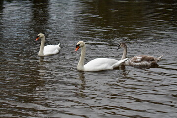 Swan in River Barrow, Bagenalstown (Muine Bheag),County Carlow, Ireland