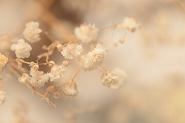 Smoke soft focus Gypsophila flower. Nature beige, brown neutral background.