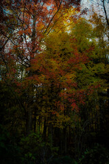 autumn in the forest at dusk