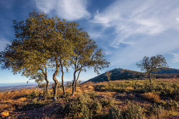 Holm oaks at Toledo. Hills