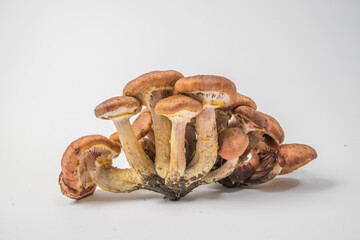 A group of honey mushrooms on a light background.