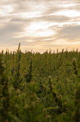 A detailed close-up of a cannabis flower and buds in a field, showing rich green color, dense...