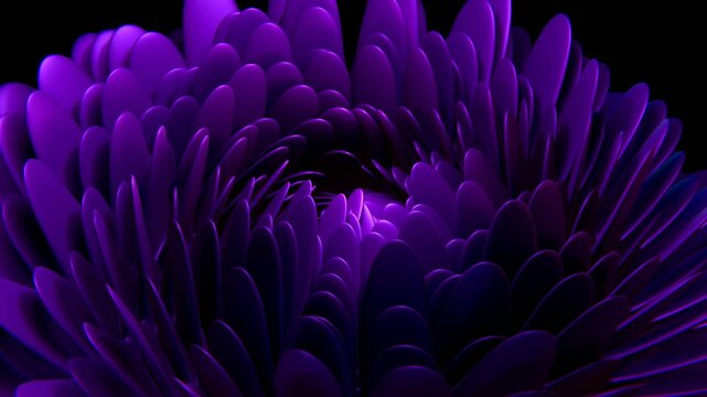 Endless opening of deep purple Astra flower fractal on black background in seamless loop