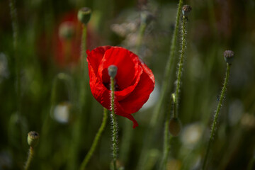 red poppy flower