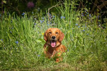 Golden Retriever dog in the long grass in the summer