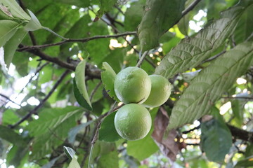 Lemon plant with fruits.