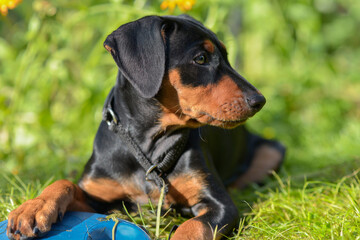 German Pinscher puppy, two months old, black and tan, with uncropped ears, lying in the grass in summer