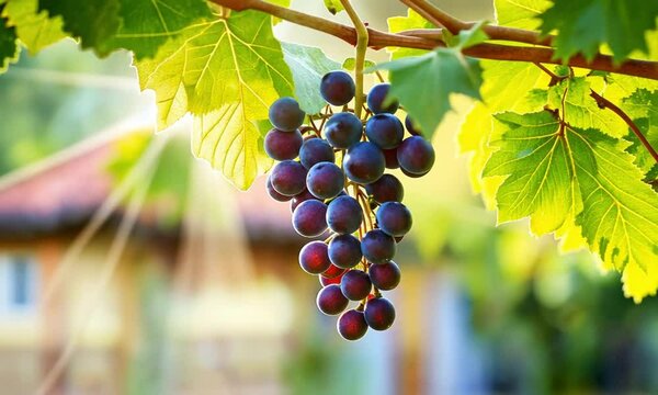 A grapevine branch loaded with clusters of deep purple grapes video
