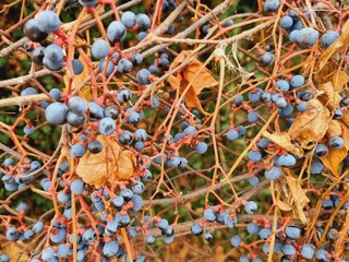 autumn, wild grapes, dry leaves and blue fruits