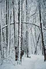 Fototapeta premium beautiful monochrome winter landscape. Frozen snowy trees in forest. Winter nature background. cold frosty weather season. 