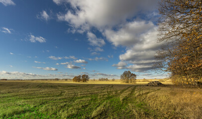 A field of grass with a few trees in the background