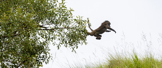 A baboon leaps from a tree in Mago national park, Southern Ethiopia.