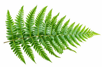 Green leaves fern tropical plant isolated on white background