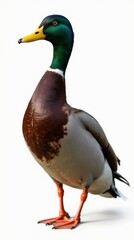 Obraz premium Male Duck Standing Proudly on a White Background Displaying Its Vibrant Plumage in Detail. Generative AI