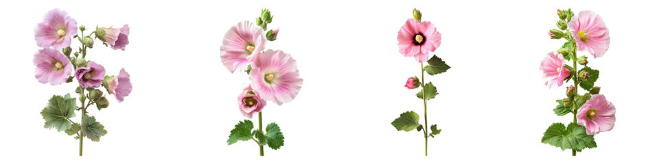Miniature hollyhock isolated on transparent background, Set of