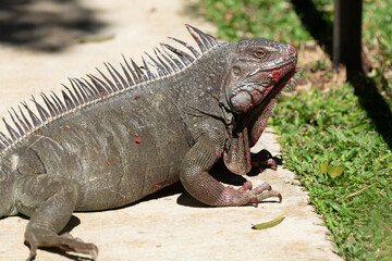 close-up of a massive mlae green iguana with food around its mouth