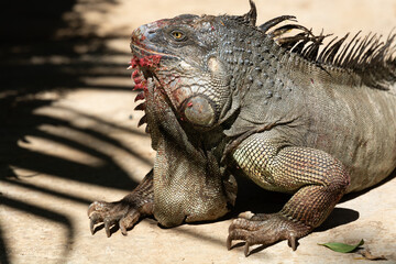portrait of a massive green iguana with food on its face