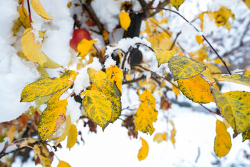 Snow on the autumn leaves of the apple tree