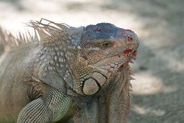 portrait of a massive green iguana with food on its face