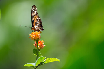 close-up of a Julia butterfly sitting on a yellow flower with a blurry background