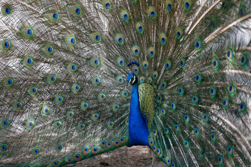 Obraz premium Male peacock with his tail feathers spread to court a female.
