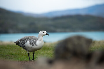 Patagonia
