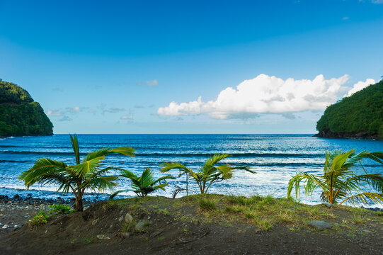 Wide shot of palm trees and ocean between two cliffs on a deserted beach in Maui