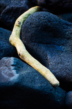 A piece of driftwood among dark volcanic rock on a beach in Maui