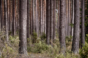 Faszination Wald - obrazy, fototapety, plakaty