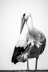 Weißstorch, Storchenparadies Podlachien