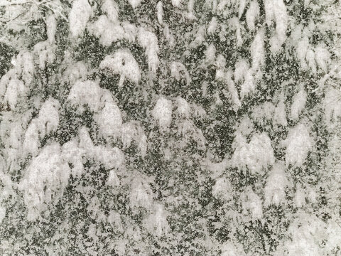 Pine trees heavy with snow seen through a window screen.