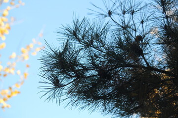 Image of pine needles in apartments near Daecheongcheon Stream walking trail
