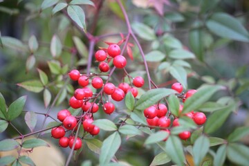 Obraz premium Image of a blooming zelkova tree on the Daecheongcheon Stream trail