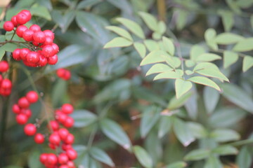 Image of a blooming zelkova tree on the Daecheongcheon Stream trail